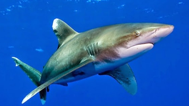 Kumpulan Cerita dan Fakta Menarik dari Berbagai Bidang