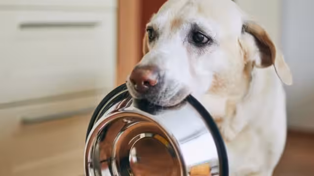 Makanan Terlarang untuk Anjing